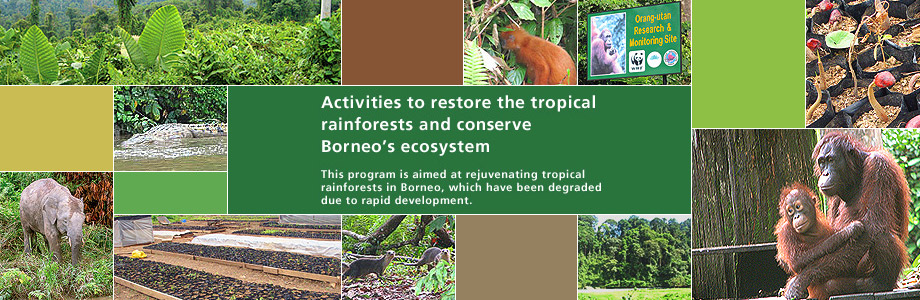 This program is aimed at rejuvenating tropical rainforests in Borneo, which have been degraded due to rapid development.