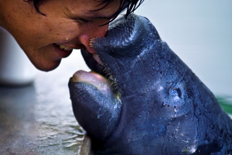 Title: An orphan Amazonian manatee’s expression of love (photograph by Jason Edwards)