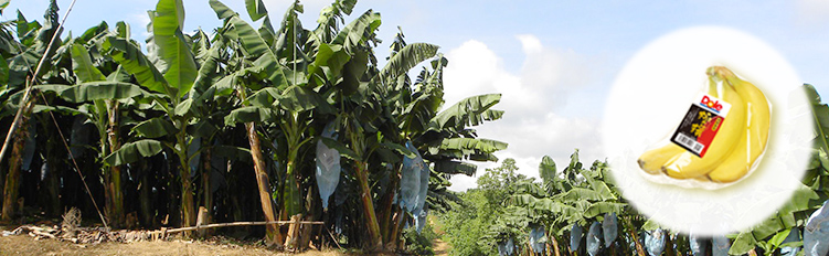 Dole Banana Ripening Chart