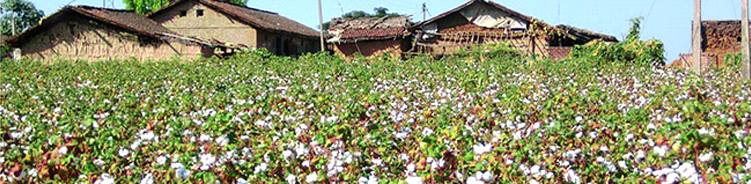 PRE-ORGANIC COTTON PROGRAM
