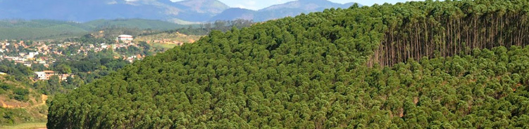 From Pulp to Tissue paper -Green Economy Project: Enthusiasm of Pulp Producers-