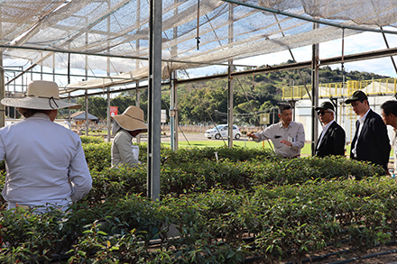 Inspecting a nursery at CENIBRA in Brazil