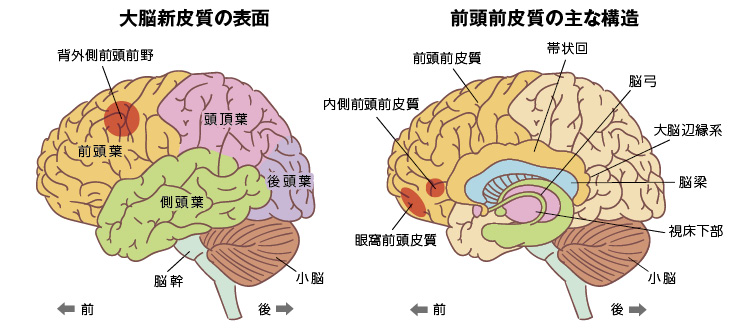 大脳新皮質の表面と前頭前皮質の主な構造