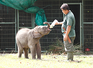 バナー:ハンティング・ワールドの野生動物保全活動