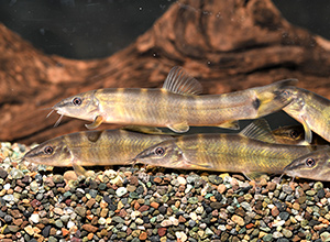 バナー：琵琶湖博物館との協働研究