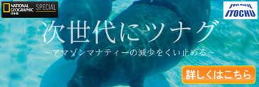 アマゾンマナティ