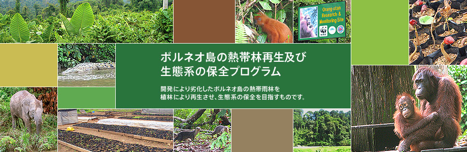 「ボルネオ島での熱帯林再生及び生態系の保全プログラム」開発により劣化したボルネオ島の熱帯雨林を植林により再生させ、生態系の保全を目指すものです。